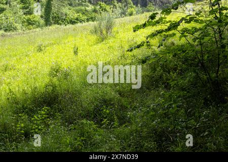 "In questa cattedrale verde, dove il fruscio delle foglie è il coro e il vento il direttore d'orchestra, trovo la mia anima sollevata dalle melodie della terra." Foto Stock