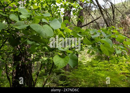 "Qui, il tempo sembra fermarsi, come se il mondo al di là di questi alberi esistesse in una dimensione completamente diversa, e sono contento di perdermi in questo Foto Stock