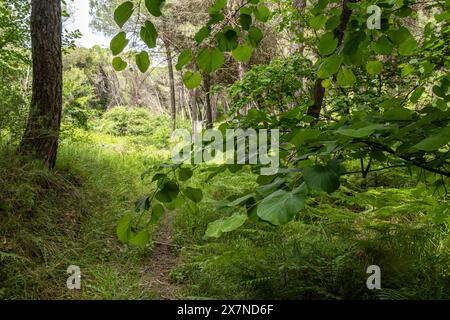 scenario forestale, foresta serena, vegetazione forestale, foresta sempreverde, foresta decidua, boschi fitti, riserva naturale, foresta verde, sentieri forestali Foto Stock