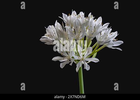 Vista ravvicinata dei fiori bianchi in fiore dei proifi amboinensis, noti anche come giglio Cardwell o giglio natalizio settentrionale isolato su sfondo nero Foto Stock