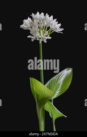 Vista ravvicinata dei proifi amboinensis, noti anche come giglio di Cardwell o giglio di Natale del nord, fiori bianchi luminosi e foglie fresche isolate su sfondo nero Foto Stock