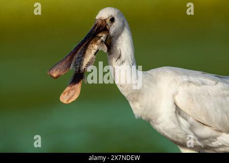 La spatola eurasiatica (Platalea leucorodia), o spatola comune, è un uccello da guado dell'ibis e della famiglia di spatole Threskiornithidae qui mostrato il cigno Foto Stock