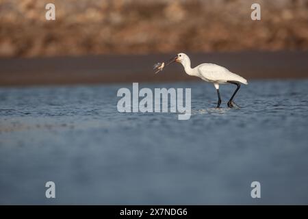 La spatola eurasiatica (Platalea leucorodia), o spatola comune, è un uccello da guado dell'ibis e della famiglia di spatole Threskiornithidae qui mostrato il cigno Foto Stock