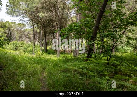 "La gemma nascosta della natura si trova nel profondo della foresta, un mondo di verde che aspetta di essere scoperto. 🌳🌿' Foto Stock
