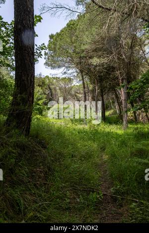 "Una fuga verde nella foresta, dove la bellezza della natura guarisce e ispira. 🌲💚' Foto Stock