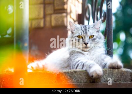 Un gatto tabby marrone e grigio che dorme sulle scale in modo adorabile Foto Stock