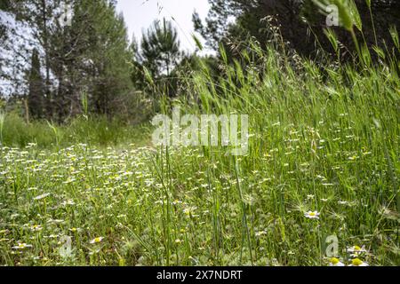 Verde e serena, la foresta è un luogo dove posso trovare pace e riconnettermi con la natura. 🌳🌿' Foto Stock