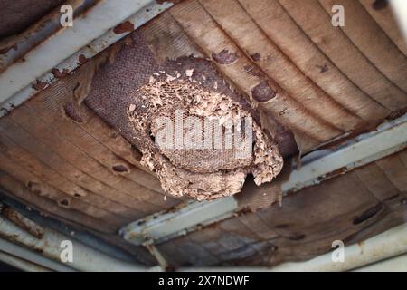 Le vespe nidificano nel soffitto del vecchio veicolo. Foto Stock