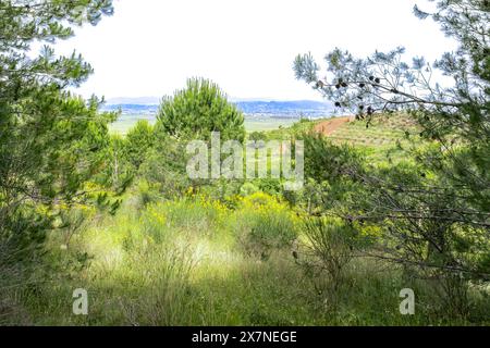 "Il rifugio verde della foresta offre un rifugio dal caos della vita quotidiana. 🌳🌿' Foto Stock