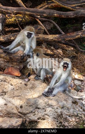 Vervet monkey (Chlorocebus pygerythrus). Queste scimmie sono native per l'Africa. Essi si trovano per lo più in tutto il Sud Africa, come pure alcuni dei Foto Stock