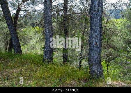 "La coperta verde della natura mi avvolge, offrendo comfort e senso di appartenenza. 🌿💚' Foto Stock