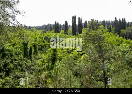 "Paradiso verde che si trova nella foresta, dove ogni passo è una nuova scoperta dello splendore della natura. 🌿🌳' Foto Stock