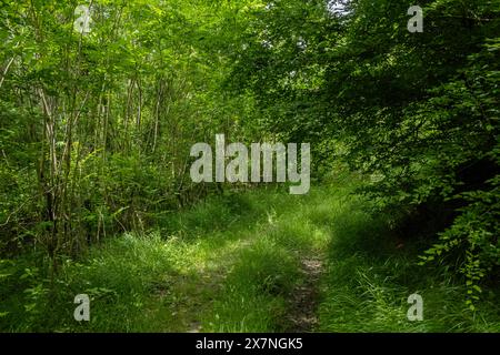 I sogni verdi prendono vita nel cuore della foresta, dove ogni foglia e ramo ha una storia da raccontare. 🌲🌿' Foto Stock