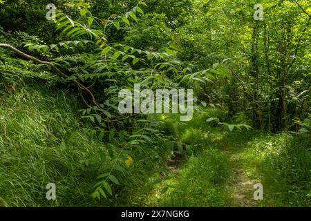 "Nel verde andiamo, lasciandoci alle spalle il caos della vita di tutti i giorni per riconnetterci con la natura. 🌳✨' Foto Stock