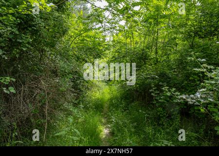 "Cattedrale della natura, dove gli alberi si ergono alti come pilastri e il baldacchino forma un tetto di verde. 🌲🙏' Foto Stock
