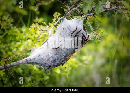 Giovani bruchi nel nido (Lymantria dispar) Foto Stock