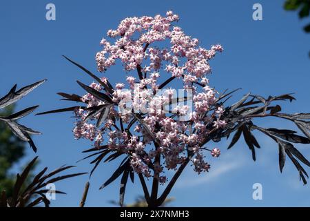 Sambuco nero, Sambucus nigra "Black Lace" Foto Stock