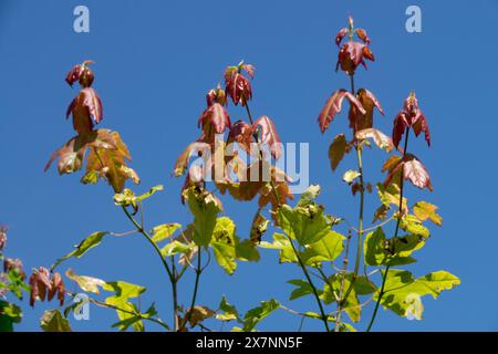 Trident Maple Acer buergerianum Foto Stock