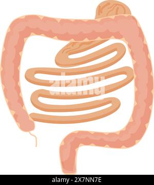 Illustrazione dell'intestino crasso dell'apparato digerente umano Illustrazione Vettoriale