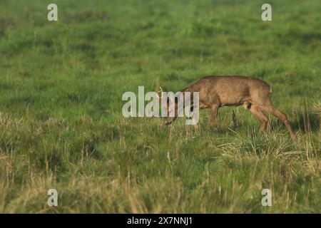 Un buck Roe Deer, Capreolus capreolus, che cammina attraverso un campo. Foto Stock
