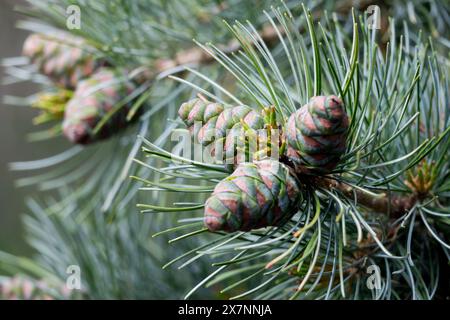 Coni di pino bianco giapponese, Pinus parviflora "Glauca" Foto Stock