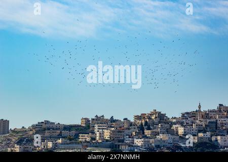 Un gregge di cicogna bianca (Ciconia ciconia) In volo su migrazione fotografata in Israele Foto Stock