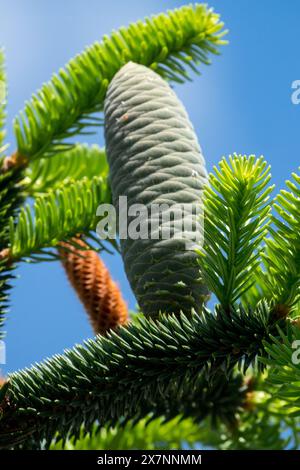 Delavays Fir Cone Abies delavayi Foto Stock