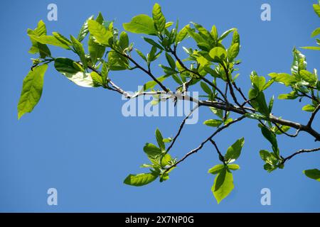 Gomma acida, Nyssa sylvatica, Branches, Black Tupelo, Black Gum, foglie Foto Stock