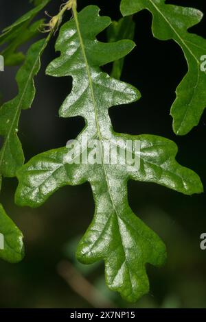 Quercia di tacchino europea, Quercus cerris, Leaf Foto Stock