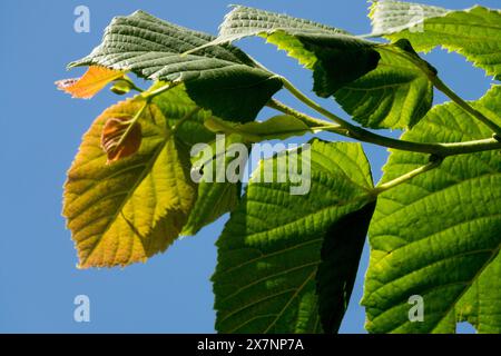 Lime a foglia grande, Tilia platyphyllos "Rubra" Largeleaf linden Foto Stock