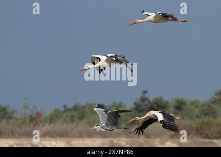 Un gregge di cicogna bianca (Ciconia ciconia) In volo su migrazione fotografata in Israele Foto Stock