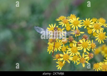 Common Darter Dragonfly; Sympetrum striolatum; On Flower; UK Foto Stock