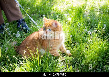 Gatto dello zenzero domestico che cammina nell'erba verde Foto Stock