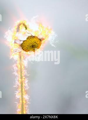 L'immagine digitalmente migliorata di una Anthemis arvensis selvaggia, nota anche come camomilla di mais, mayweed, camomilla senza profumo, o camomilla di campo è una specie di Foto Stock