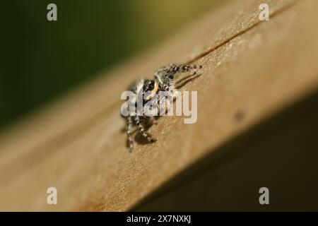 Un simpatico Fence-Post Jumping Spider (Marpissa muscosa) su una staccionata di legno a caccia di insetti. Foto Stock