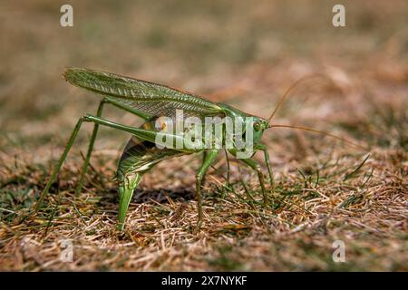 Grande cricket verde; Tettigonia viridissima; ovipositing femminile; tresco; isole scilly; settembre Foto Stock