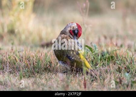 Picchio verde; Picus viridis; maschio; Preening; Regno Unito Foto Stock