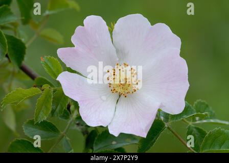 Rosa canina, fiore rosa canina dopo la pioggia, primo piano. Fioritura completa con gocce d'acqua su petali rosa. Isolato su sfondo verde. Trencin, Slovacchia Foto Stock