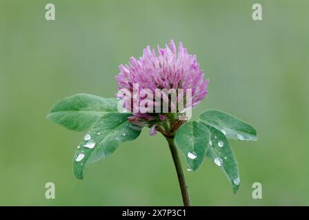 Fiore di trifoglio, Trifolium pratense dopo la pioggia, primo piano. Con gocce d'acqua sulle foglie. Isolato su sfondo verde naturale. Trencin, Slovacchia Foto Stock