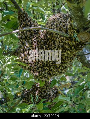 Una colonia di api mellifere nidificano su un ramo di un albero a Talheim, in Germania. Foto Stock