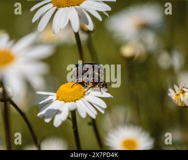 Scarabei che si accoppiano su un fiore a margherita in un giardino a Talheim, in Germania. Foto Stock