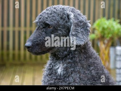 Un ritratto da vicino o un bellissimo cane Labradoodle nero e verde Foto Stock