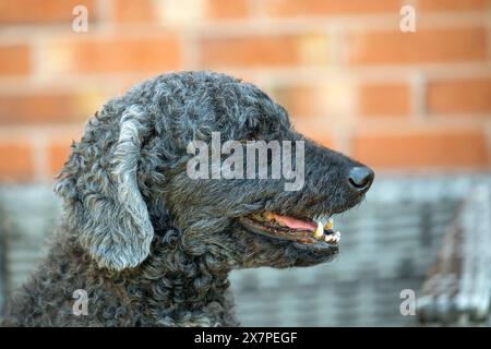 Un ritratto da vicino o un bellissimo cane Labradoodle nero e verde Foto Stock