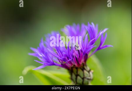 La testa di fiore di uno splendido Cornflower di montagna (Centaurea cyanus) Foto Stock