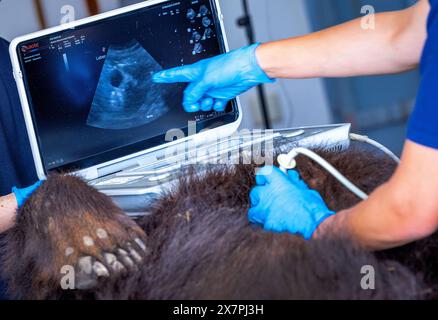 Stuer, Germania. 21 maggio 2024. La Vet Julia Bohner esamina l'orso di 30 anni "Masha" con un dispositivo a ultrasuoni nel santuario degli orsi di Müritz. Oltre al controllo medico di routine dell'orso, i veterinari di Berlino vaccinano anche gli altri animali nel parco gestito dalla fondazione per il benessere degli animali "Vier Pfoten". Il Santuario degli Orsi di Müritz è attualmente sede di 13 orsi che in precedenza erano tenuti in condizioni inadeguate in grandi recinti naturali. Crediti: Jens Büttner/dpa/Alamy Live News Foto Stock