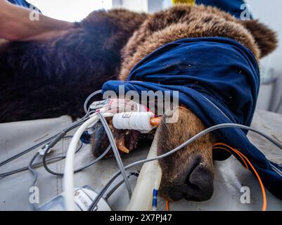 Stuer, Germania. 21 maggio 2024. I tubi di respirazione e i sensori di monitoraggio sono appesi alla bocca dell'orso "Mascha" di 30 anni, che è in fase di esame da parte dei veterinari nel santuario degli orsi di Müritz. Oltre al controllo medico di routine dell'orso, i veterinari di Berlino vaccinano anche gli altri animali nel parco gestito dalla fondazione per il benessere degli animali "Vier Pfoten". Il Santuario degli Orsi di Müritz è attualmente sede di 13 orsi che in precedenza erano tenuti in condizioni inadeguate in grandi recinti naturali. Crediti: Jens Büttner/dpa/Alamy Live News Foto Stock