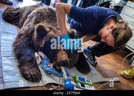 Stuer, Germania. 21 maggio 2024. La Vet Julia Bohner esamina l'orso anestetizzato di 30 anni 'Mascha' nel santuario degli orsi di Müritz. Oltre al controllo medico di routine sull'orso, i veterinari di Berlino vaccinano anche gli altri animali nel parco gestito dalla fondazione per il benessere degli animali "Vier Pfoten". Il Santuario degli Orsi di Müritz è attualmente sede di 13 orsi che in precedenza erano tenuti in condizioni inadeguate in grandi recinti naturali. Crediti: Jens Büttner/dpa/Alamy Live News Foto Stock