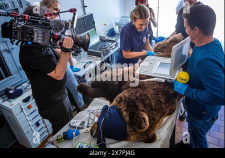 Stuer, Germania. 21 maggio 2024. Una squadra televisiva filma l'esame dell'orso di 30 anni "Masha" nel santuario degli orsi di Müritz. Oltre al controllo medico di routine dell'orso da parte dei veterinari, vengono vaccinati anche gli altri animali nel parco gestito dalla fondazione per il benessere degli animali "Vier Pfoten". Il Santuario degli Orsi di Müritz è attualmente sede di 13 orsi che in precedenza erano tenuti in condizioni inadeguate in grandi recinti naturali. Crediti: Jens Büttner/dpa/Alamy Live News Foto Stock