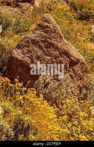 Fiori gialli comuni ma non meno belli di Encelia farinosa, brittlebush, che si illuminano sul lussureggiante deserto di Sonora al sole primaverile dell'Arizona (USA) Foto Stock