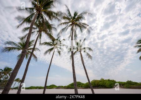 Miami Beach, Florida Palme sul cielo nuvoloso maggio 2024 Foto Stock
